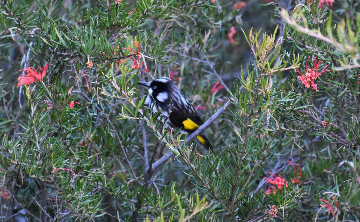 New Holland Honeyeater - ML274229001
