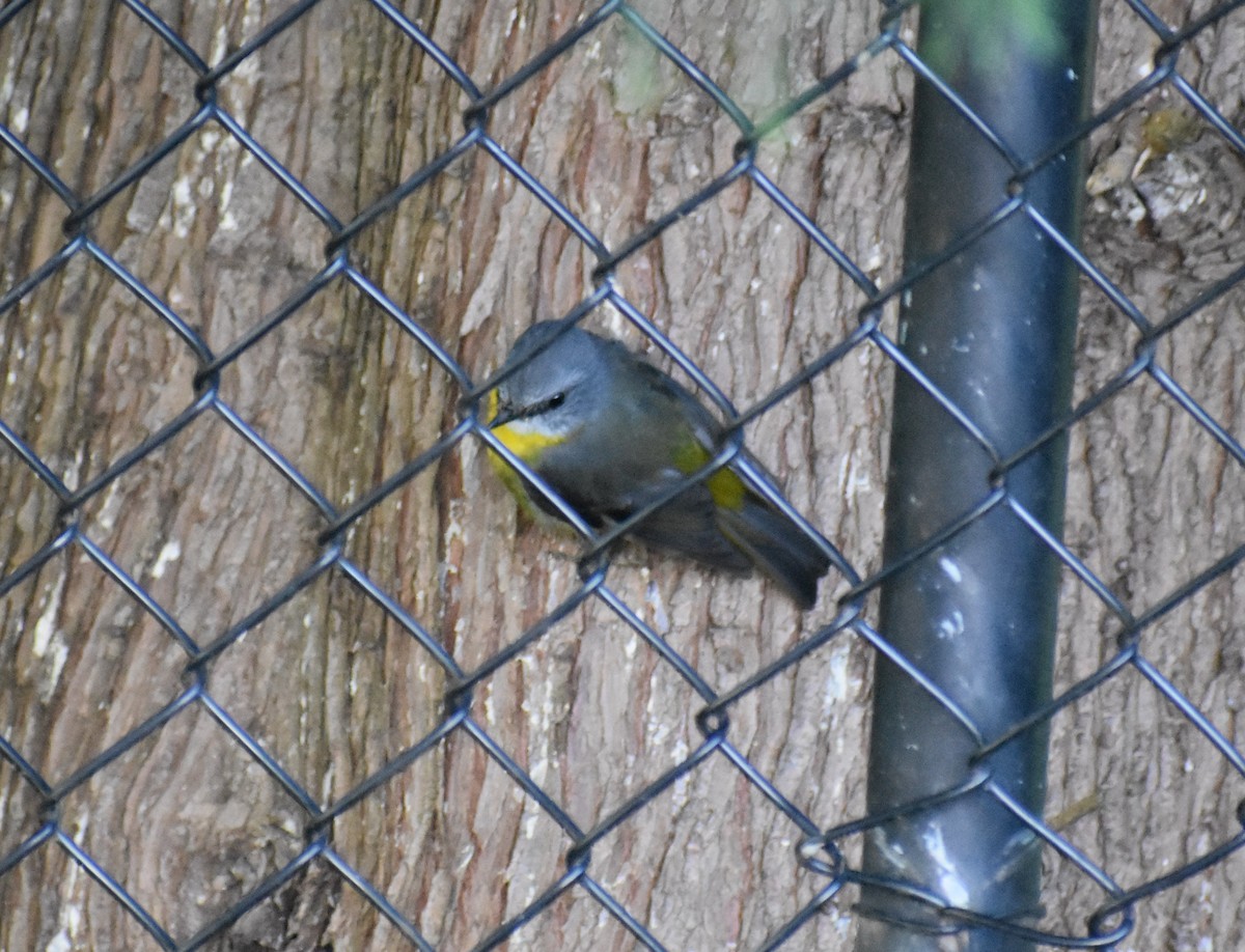 Eastern Yellow Robin - ML274229011