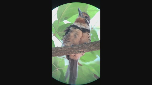 Russet-throated Puffbird - ML274229891