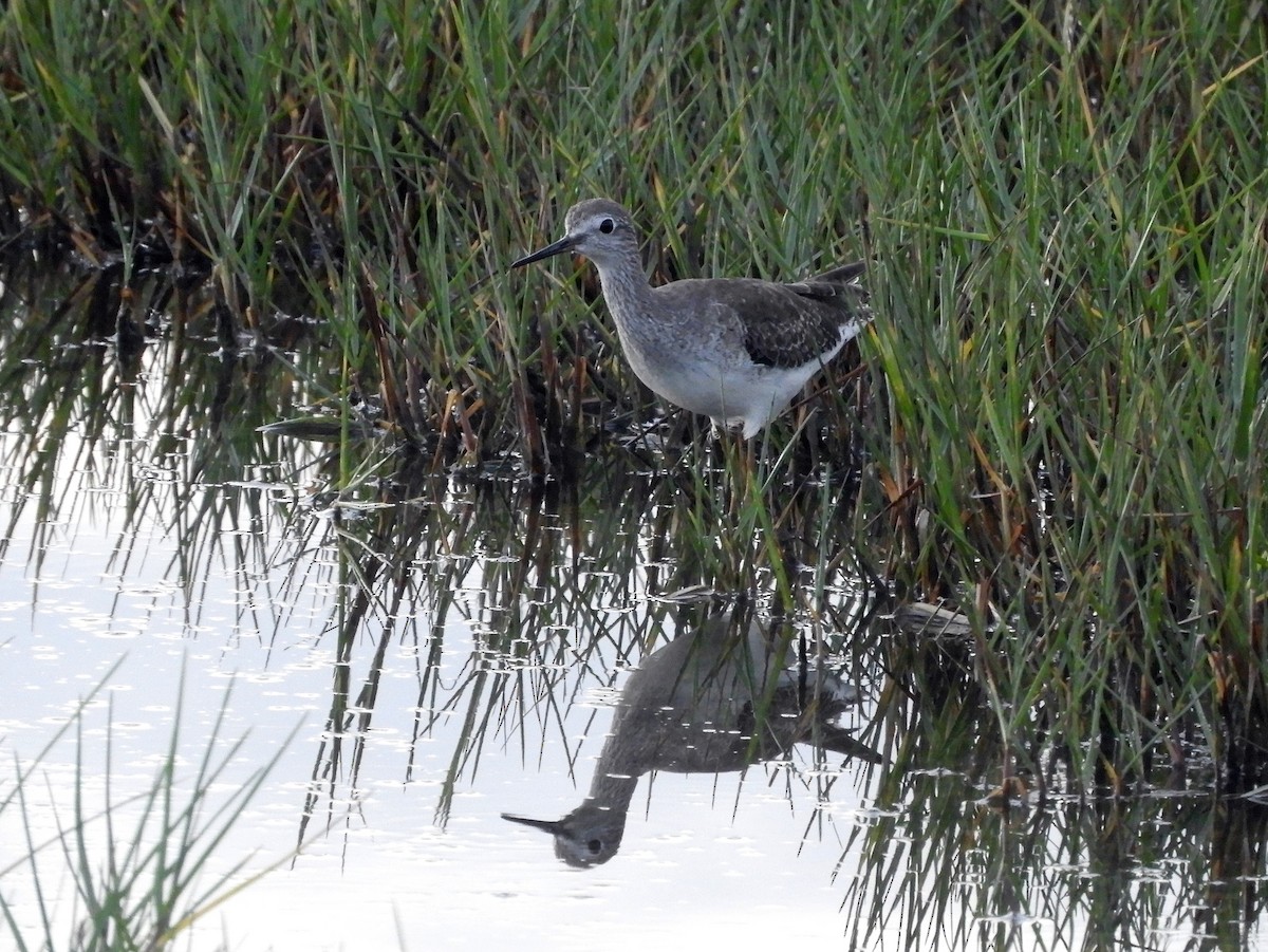 Lesser Yellowlegs - ML274235721