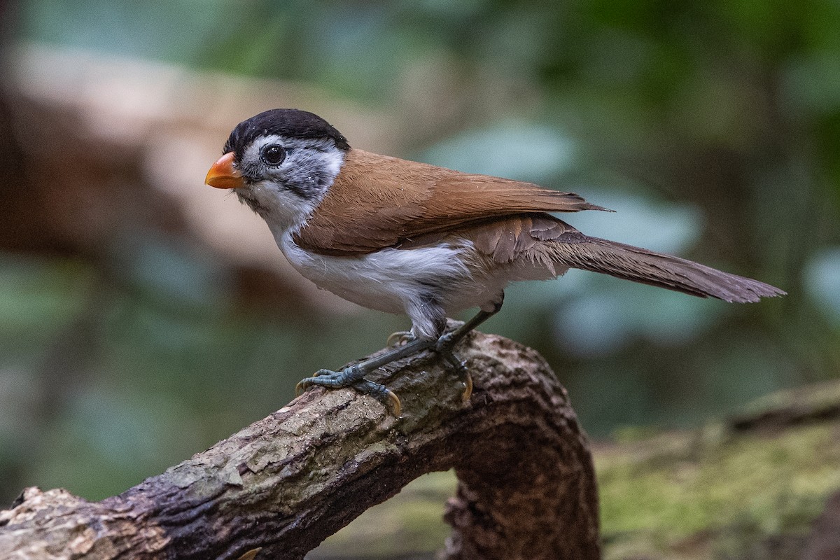Black-headed Parrotbill - Ngoc Sam Thuong Dang