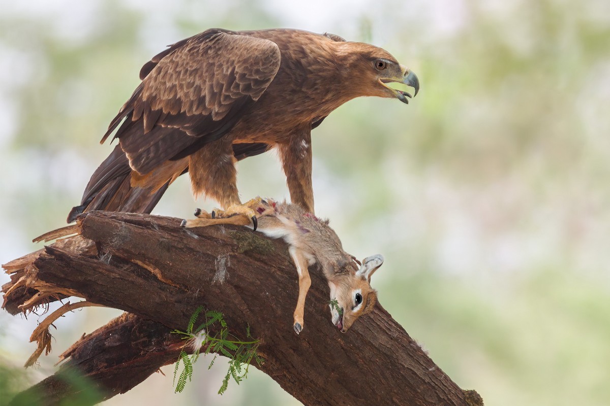 Tawny Eagle - ML274236881