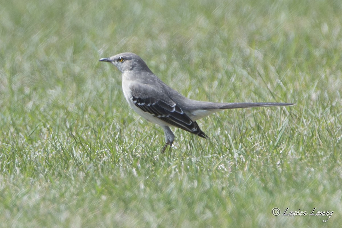 Northern Mockingbird - Lucien Lemay