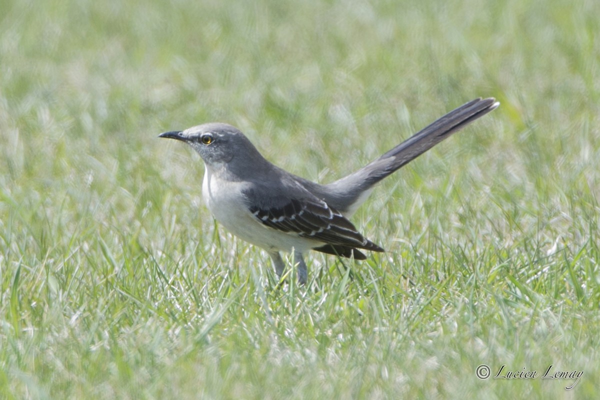 Northern Mockingbird - Lucien Lemay