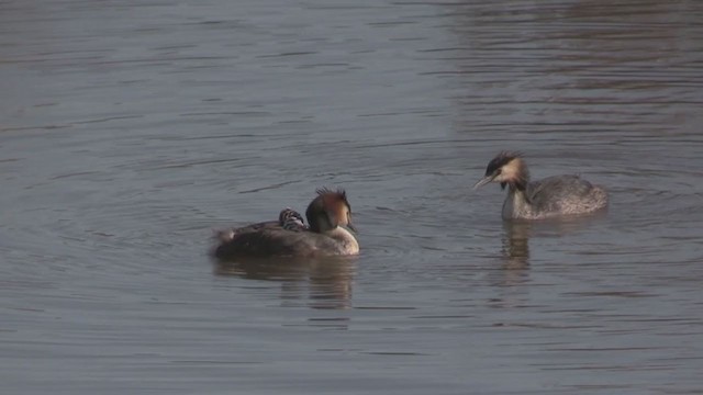 Great Crested Grebe - ML274237791