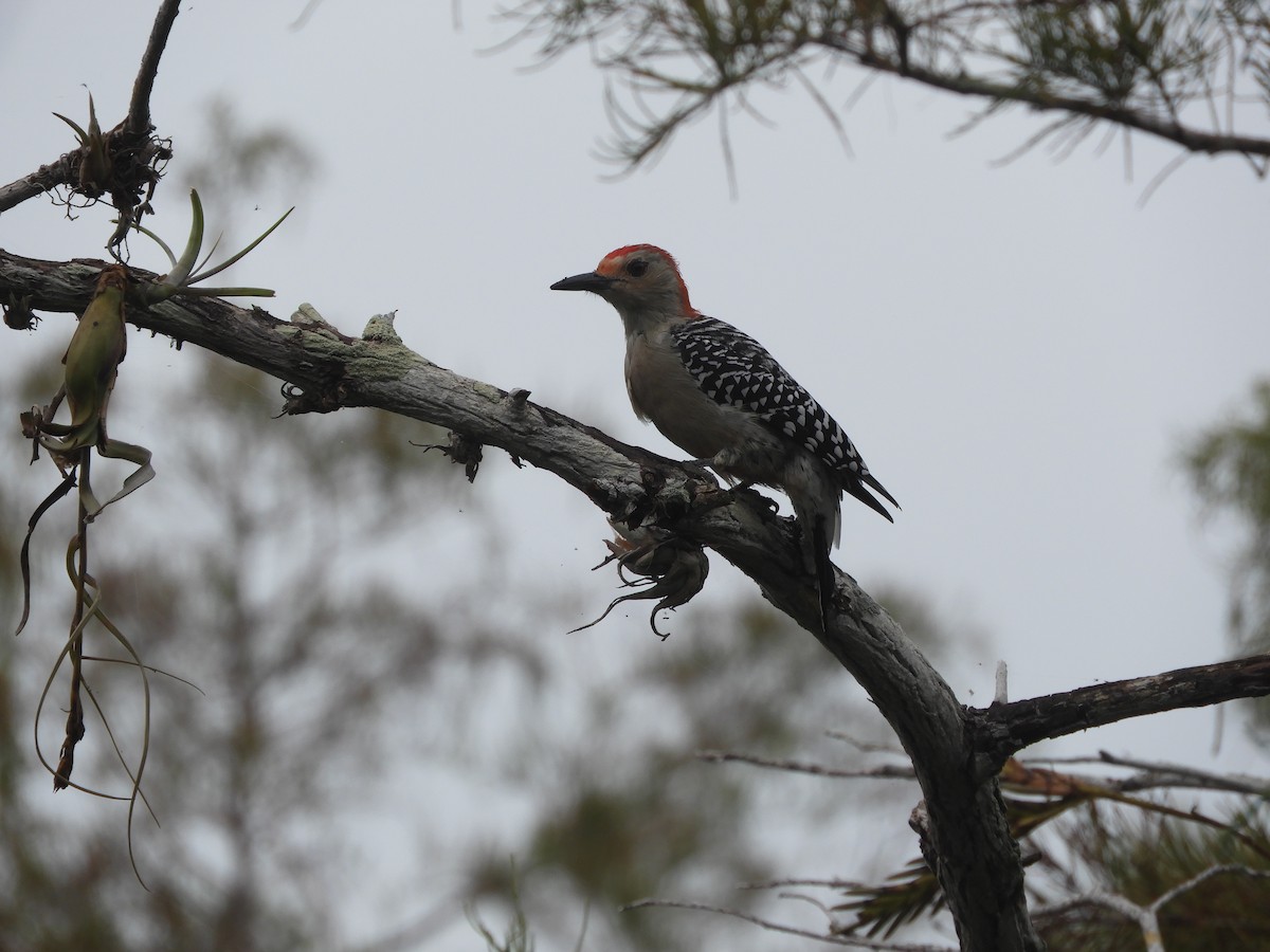 Red-bellied Woodpecker - ML274237951