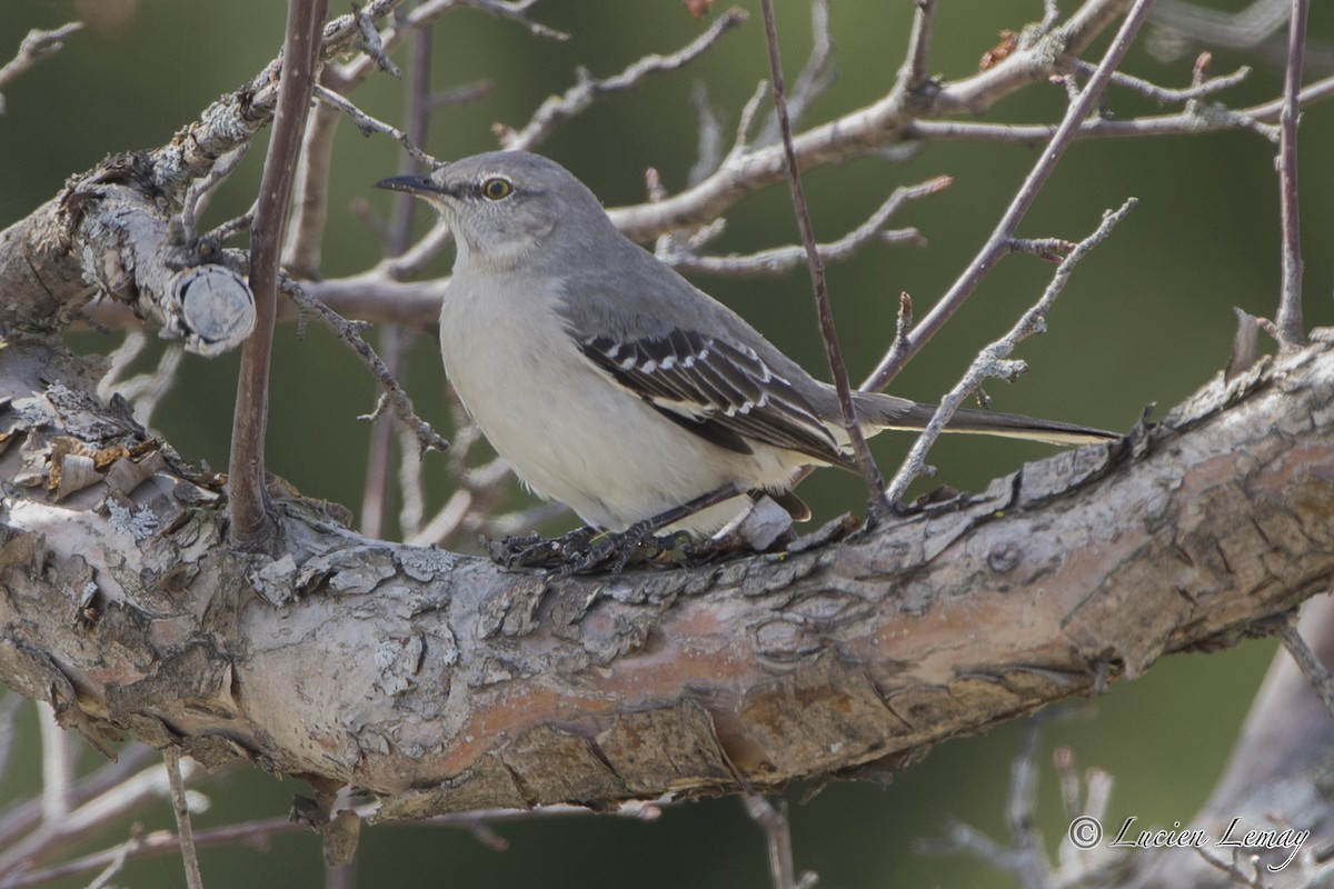 Northern Mockingbird - ML27423851