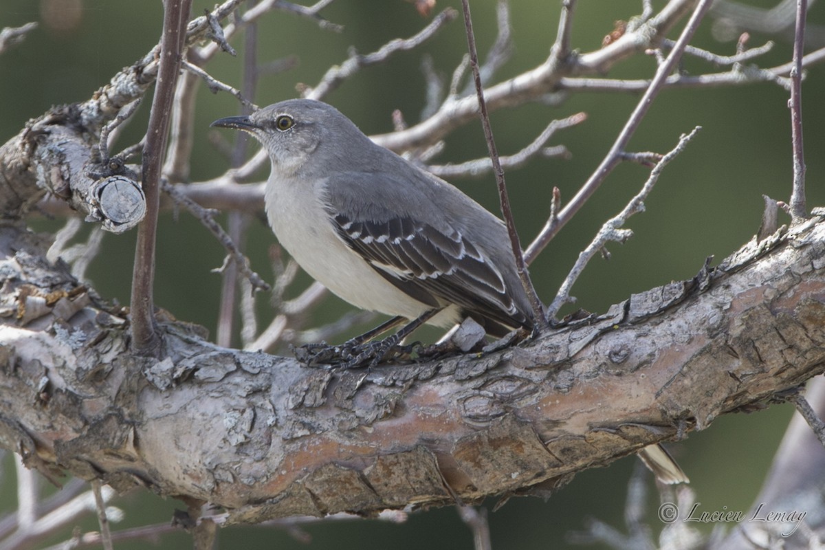 Northern Mockingbird - Lucien Lemay