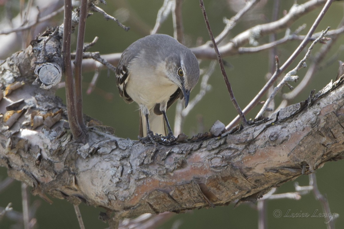 Northern Mockingbird - ML27423911