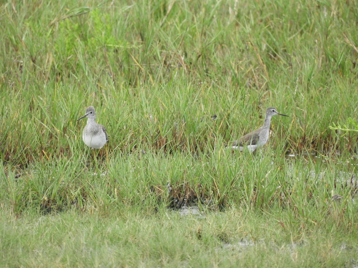 Lesser Yellowlegs - ML274240041