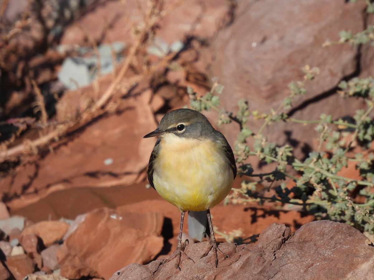 Gray Wagtail - ML274240921