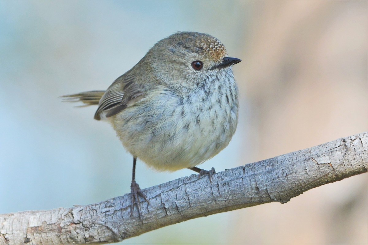 Brown Thornbill - ML27424101