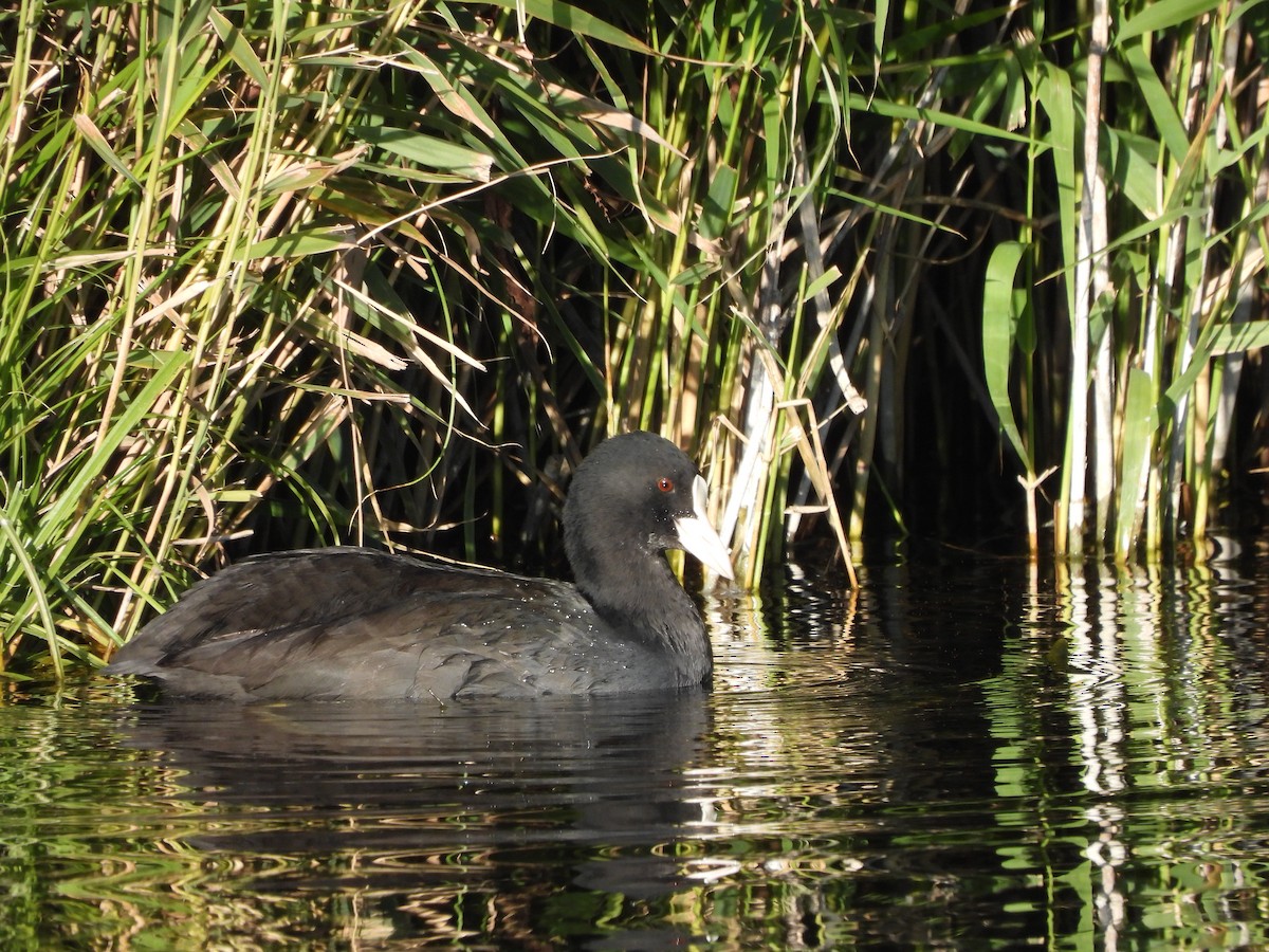 Eurasian Coot - ML274241471