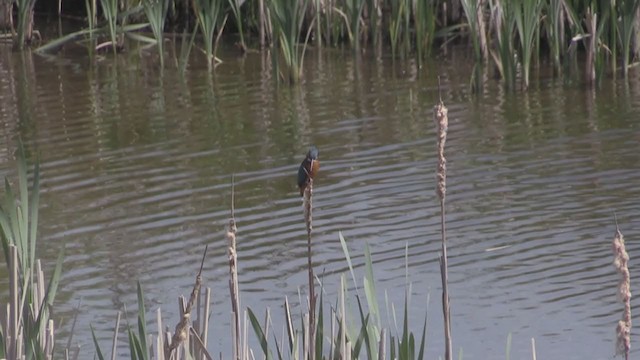 Common Kingfisher (Common) - ML274242161