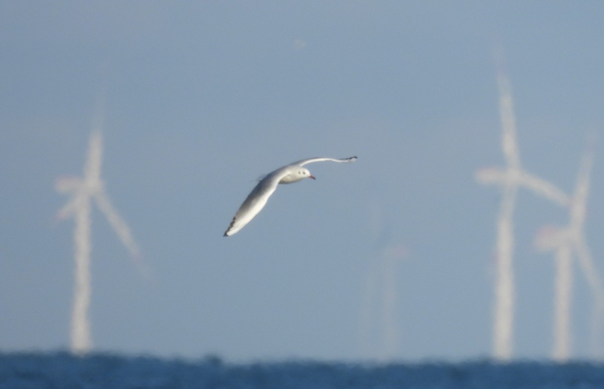 Black-headed Gull - ML274242951