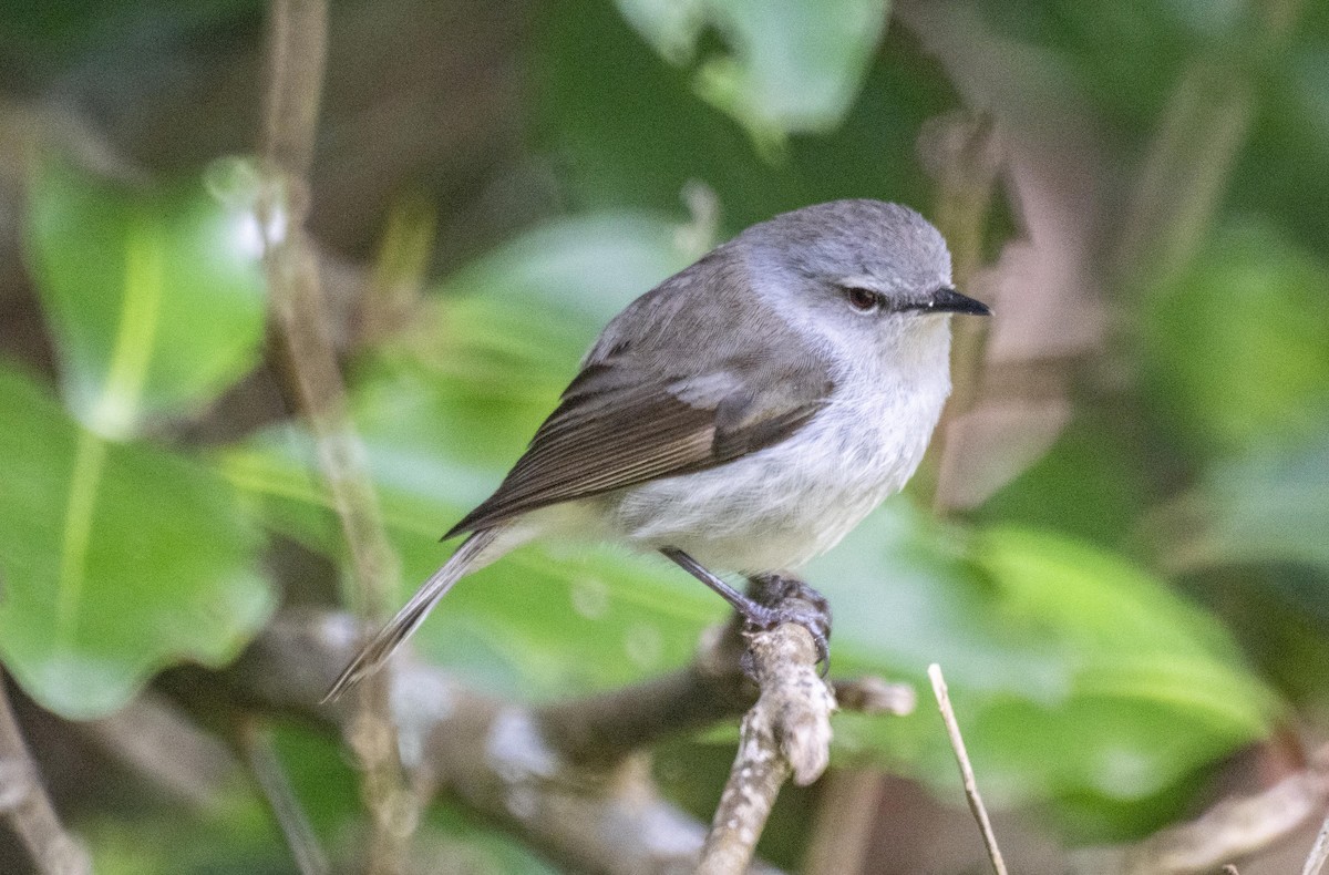 Norfolk Island Gerygone - David Carson