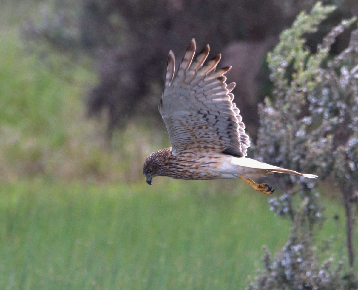 Swamp Harrier - ML274245161