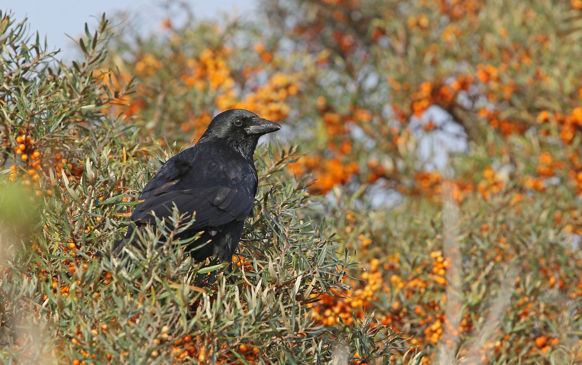 Carrion Crow - Christoph Moning