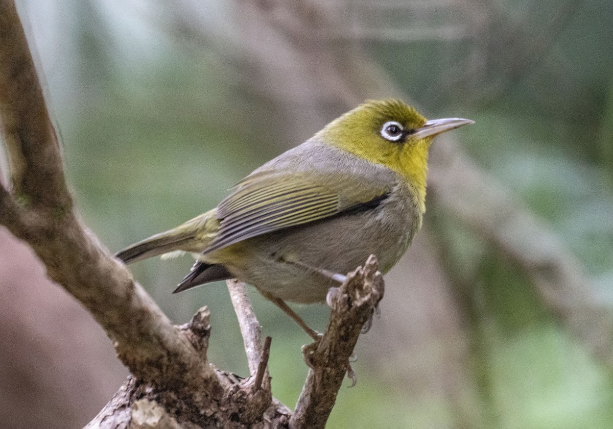 Slender-billed White-eye - David Carson