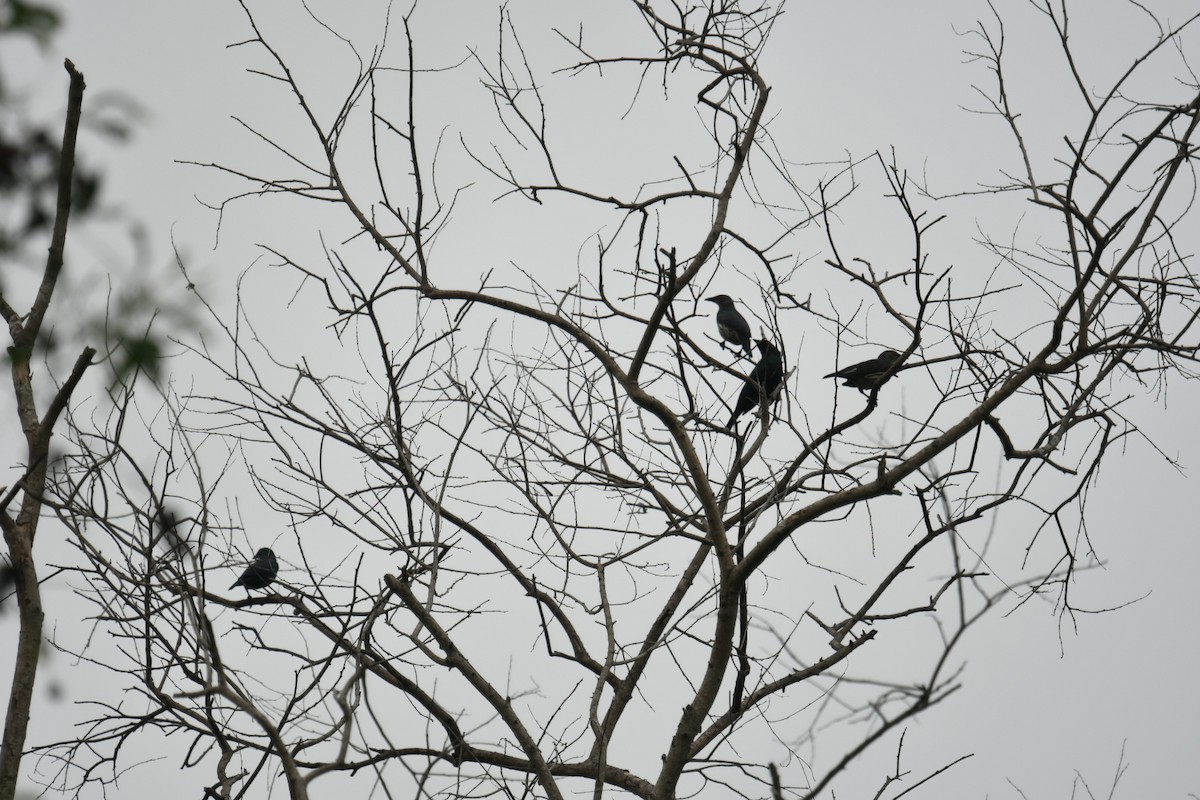 Asian Glossy Starling - Esther Ong