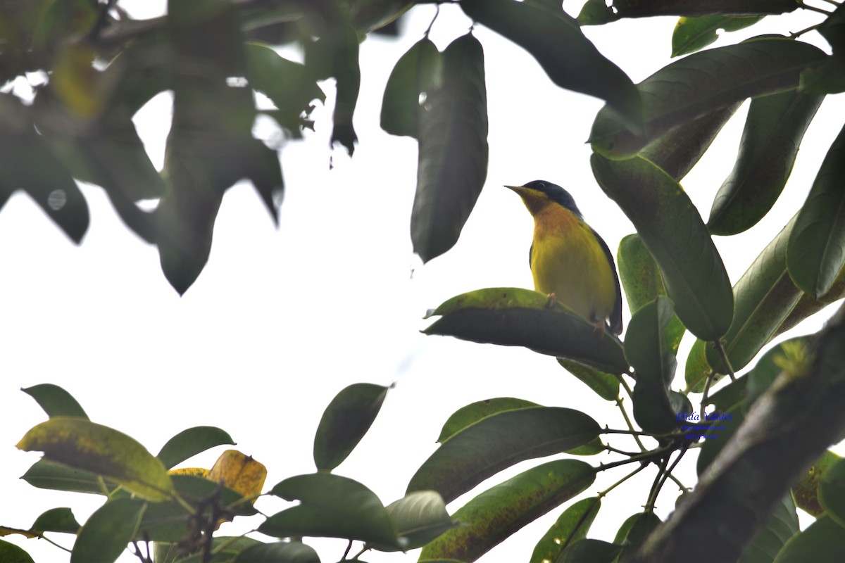 Parula Pitiayumí - ML274253201