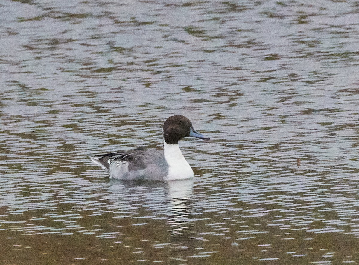 Northern Pintail - ML274254721