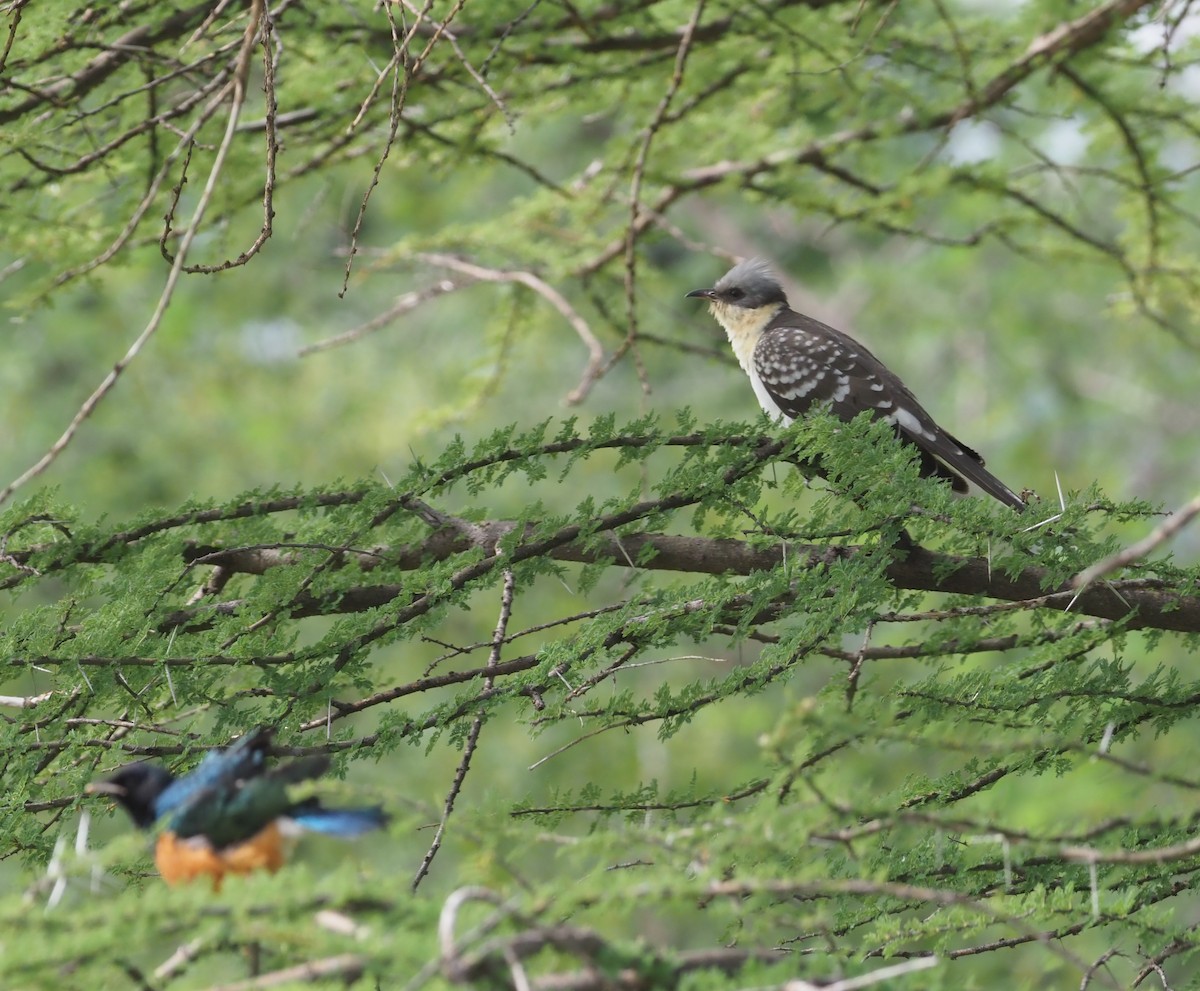 Great Spotted Cuckoo - Stephan Lorenz