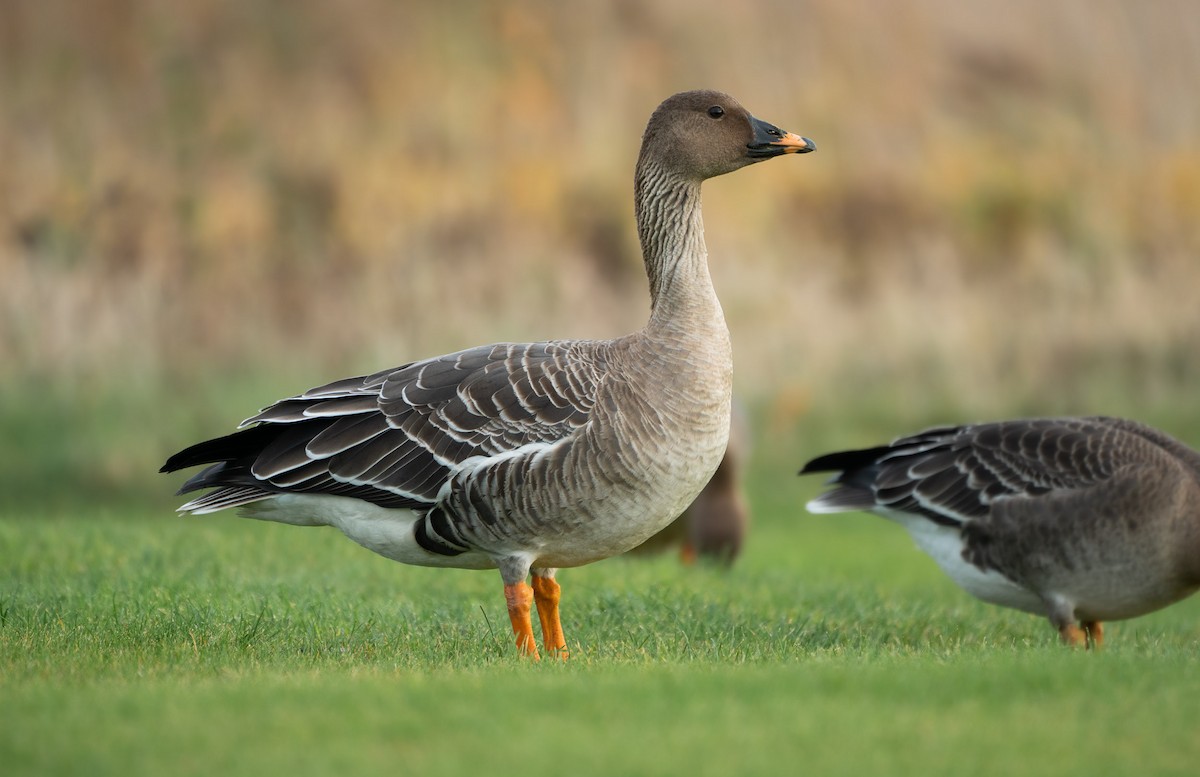 Tundra Bean-Goose - Stephen Menzie
