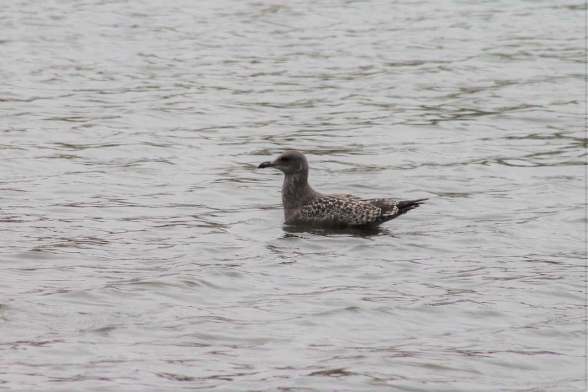 Herring Gull - Chad Gardner