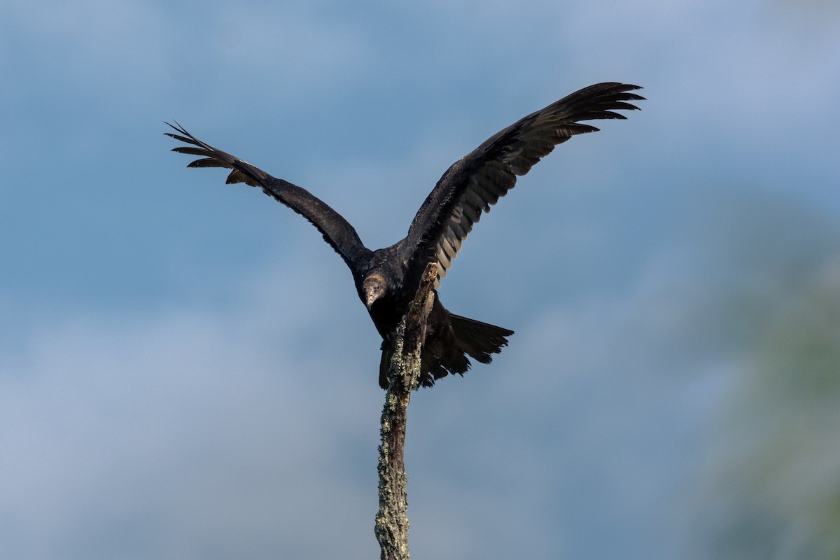 Black Vulture - Justin Nguyen