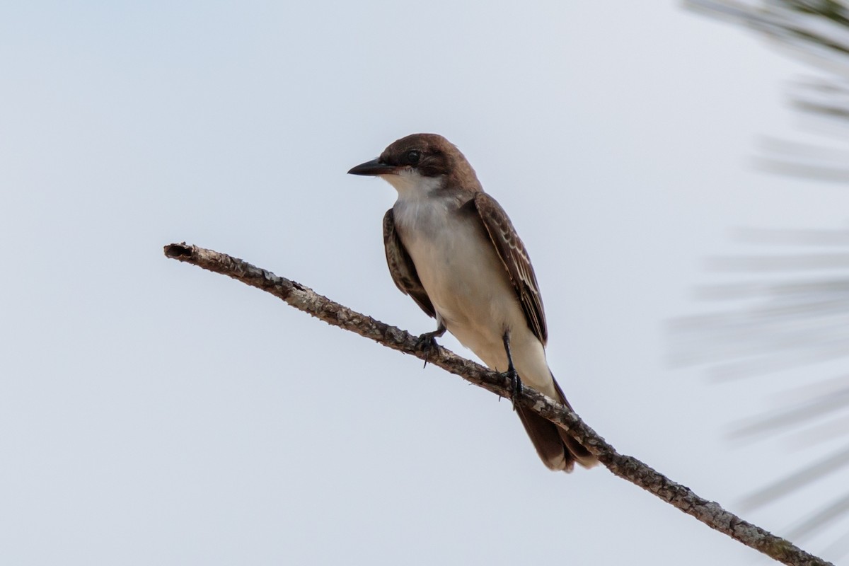 Eastern Kingbird - ML274259801