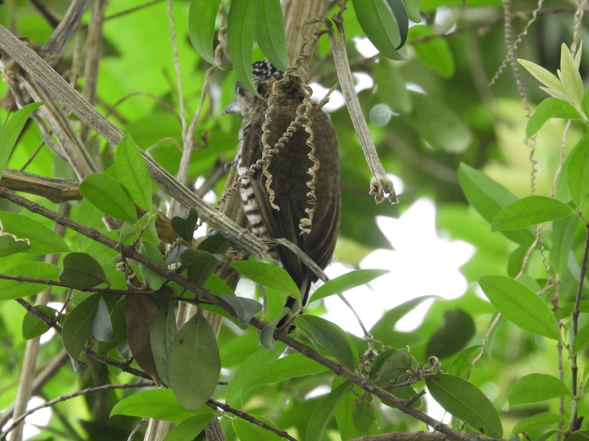 White-barred Piculet - ML274261831