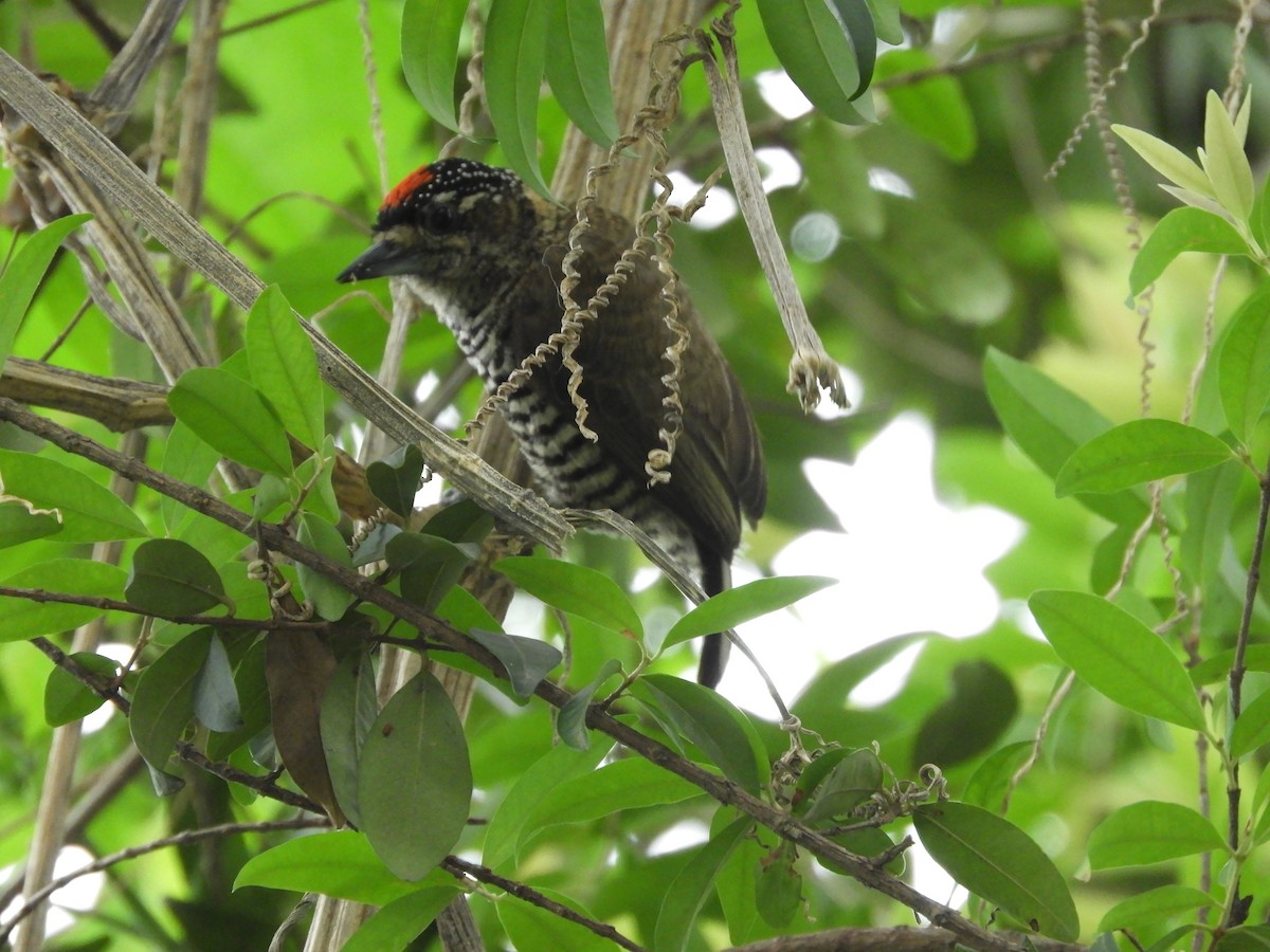 White-barred Piculet - ML274261841