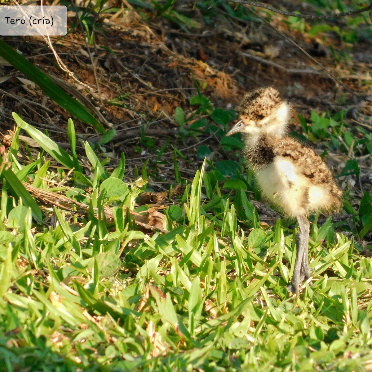 Southern Lapwing - Pablo Bruni