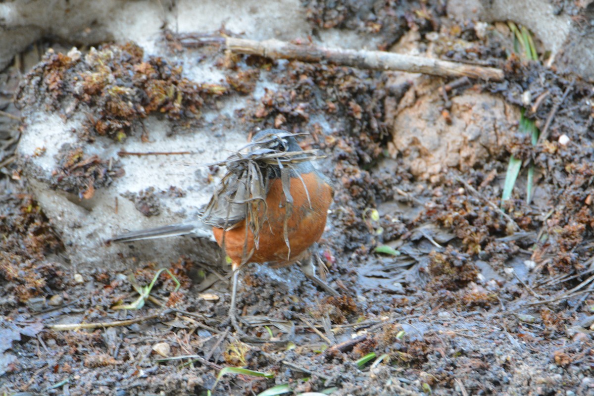 American Robin - ML27426241