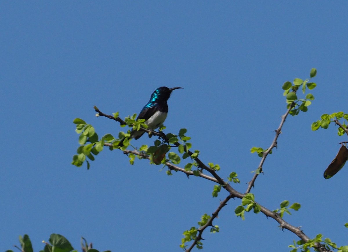 Variable Sunbird (White-bellied) - ML274262561