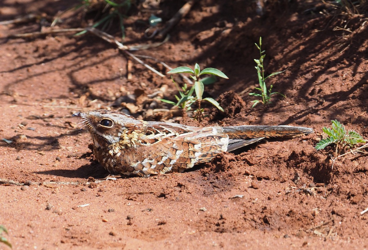 Donaldson Smith's Nightjar - ML274263171