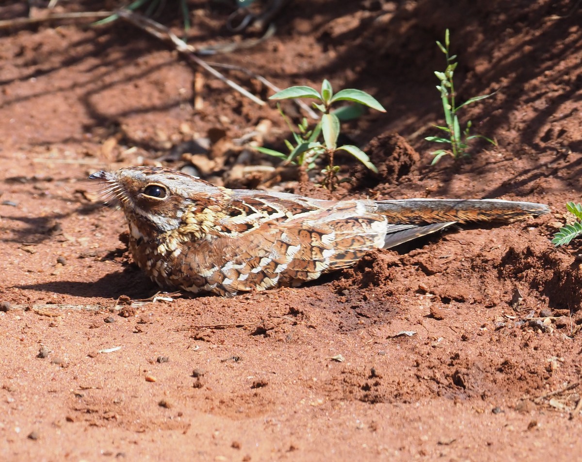 Donaldson Smith's Nightjar - ML274263191