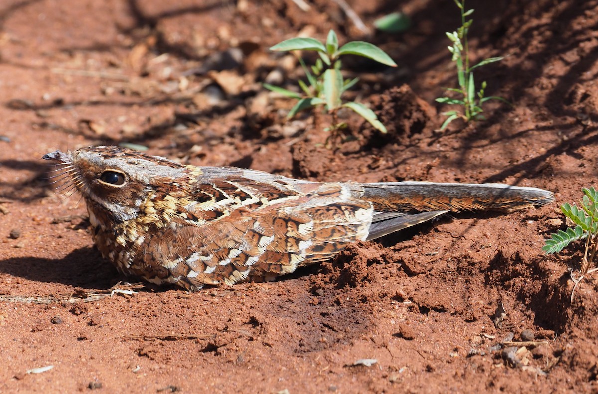 Donaldson Smith's Nightjar - ML274263521