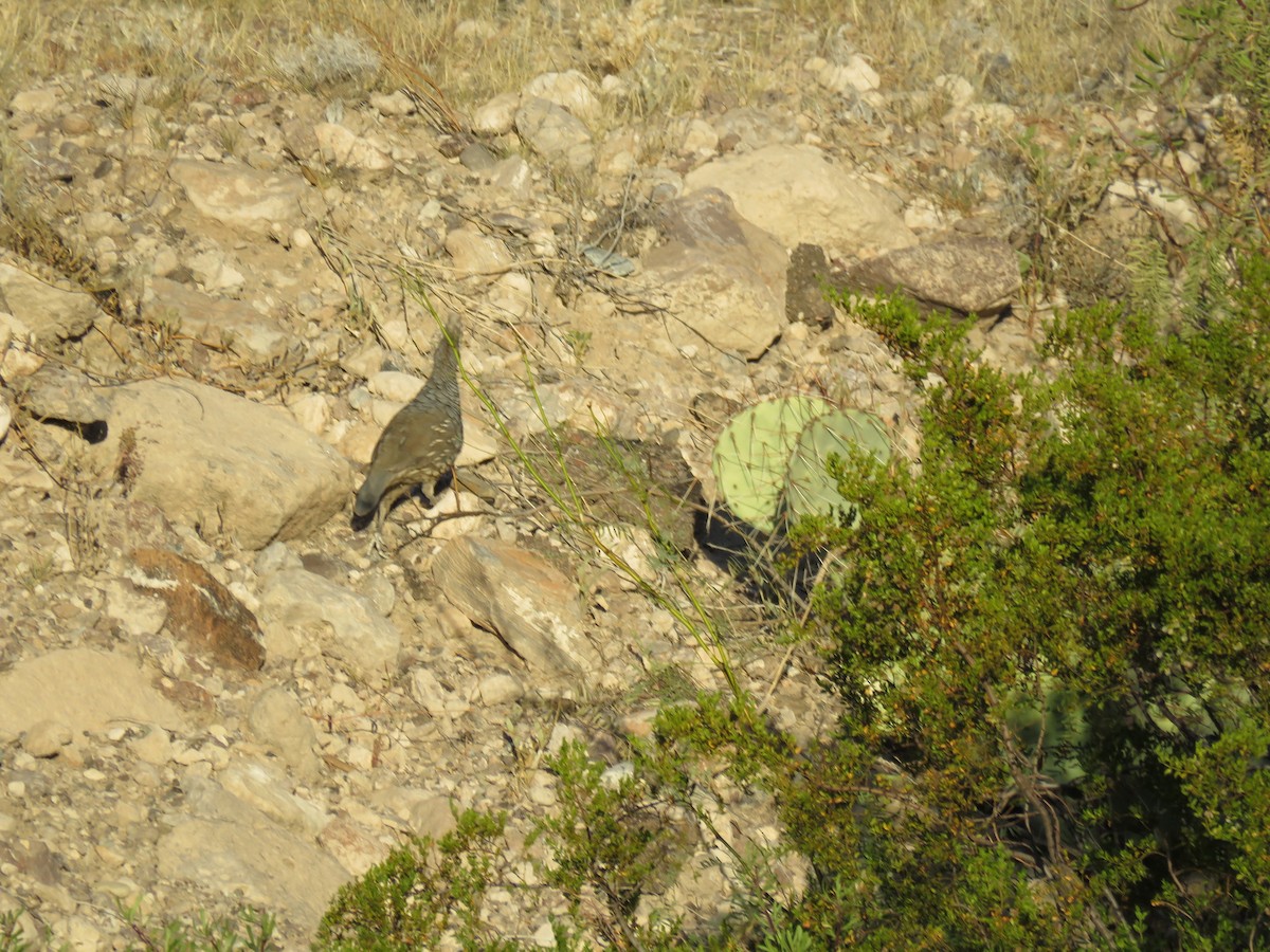 Scaled Quail - ML274264881