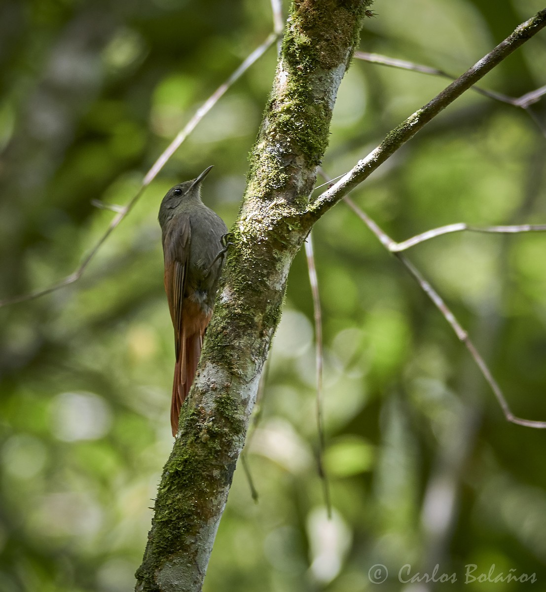 Olivaceous Woodcreeper - Carlos Bolaños