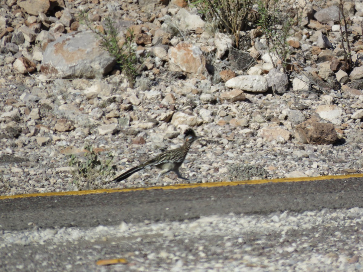 Greater Roadrunner - ML274265001