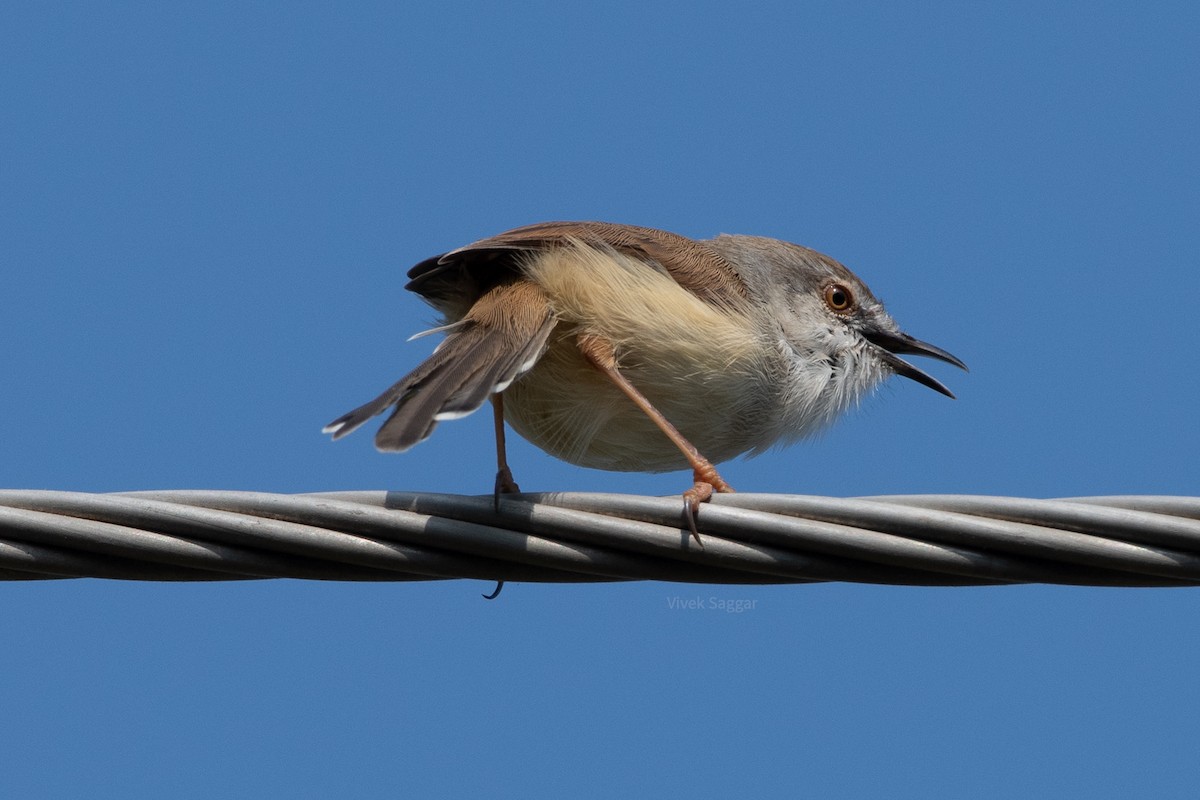 Gray-breasted Prinia - Vivek Saggar