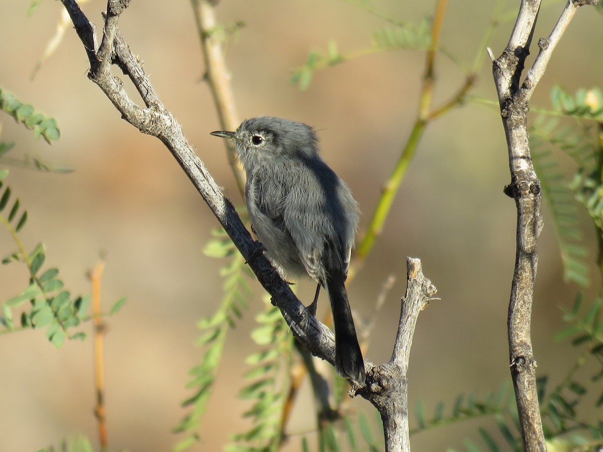 Black-tailed Gnatcatcher - ML274265401