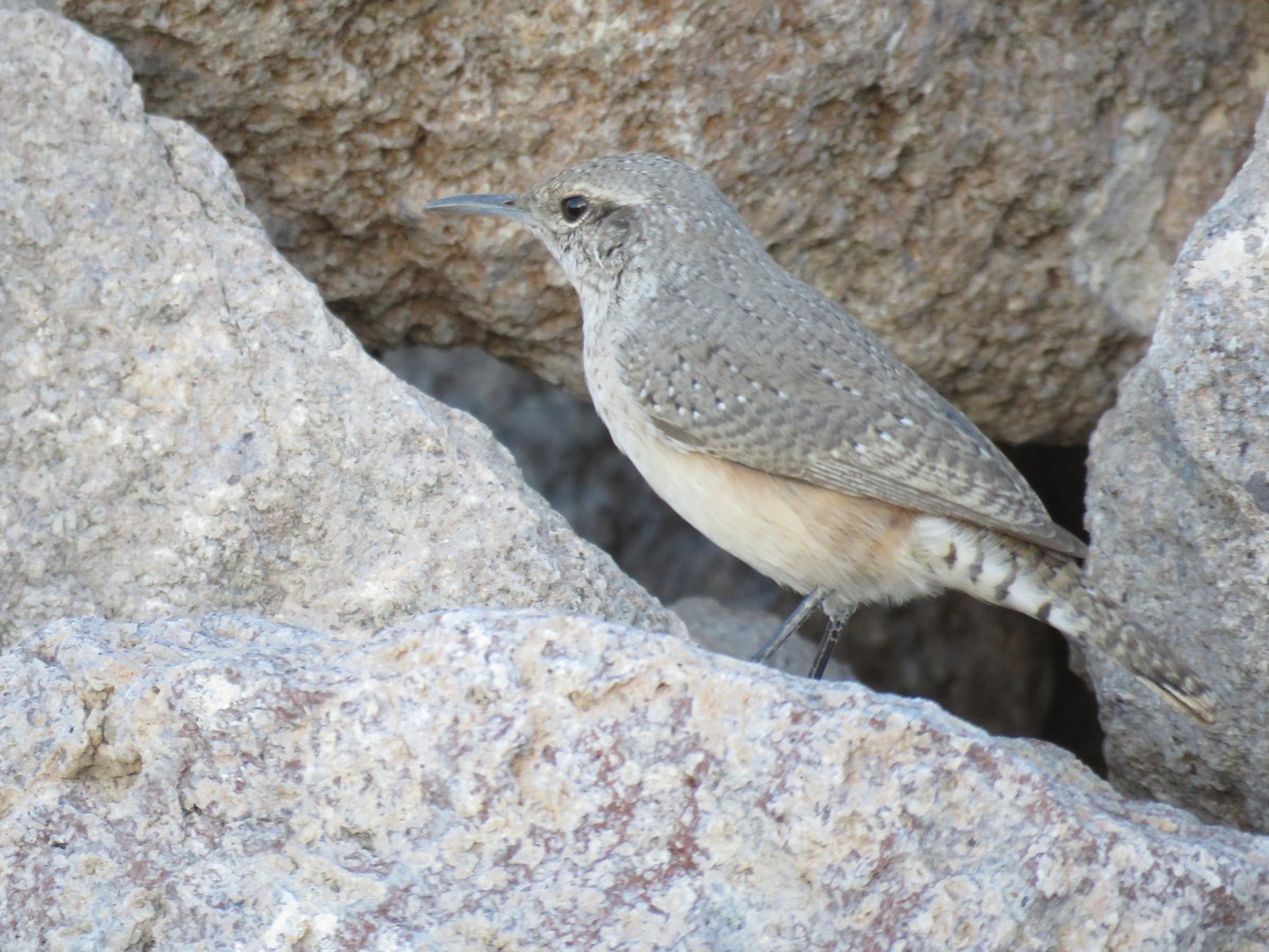 Rock Wren - ML274265671