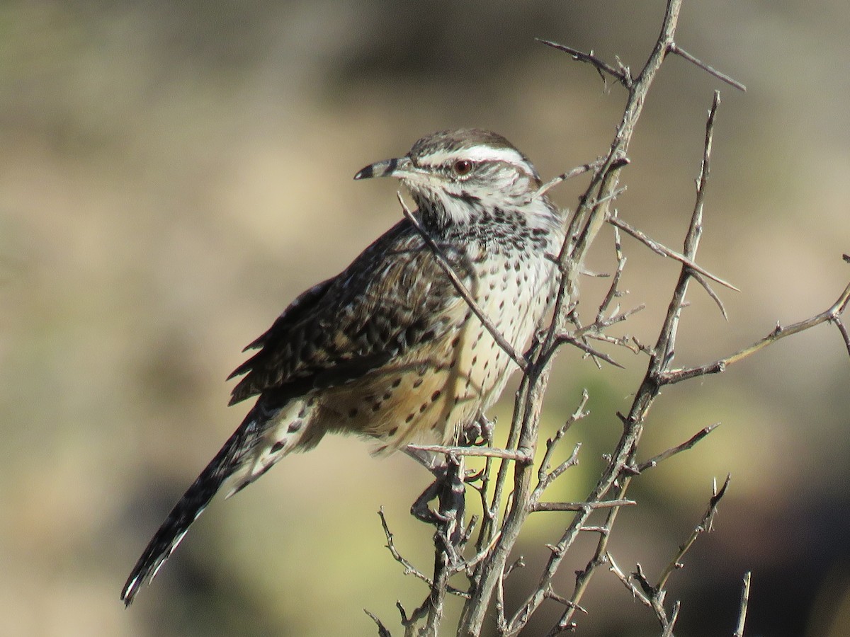 Cactus Wren - ML274265921