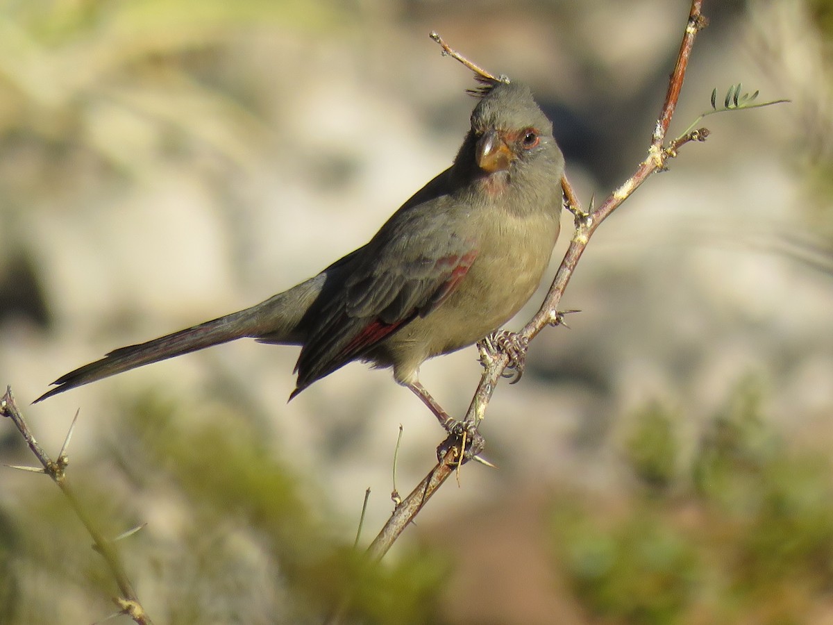 Cardinal pyrrhuloxia - ML274266251