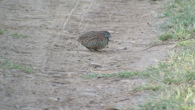 Barred Buttonquail - ML274269111