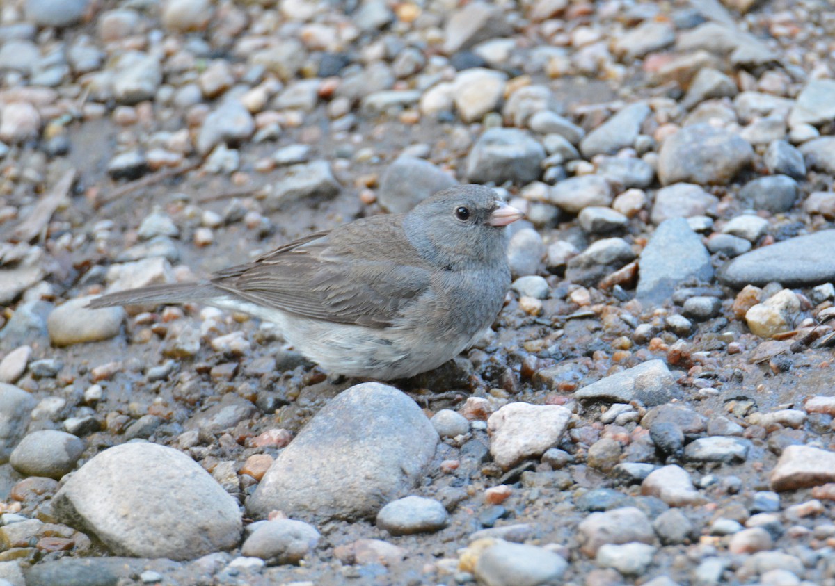 Junco Ojioscuro - ML27427101