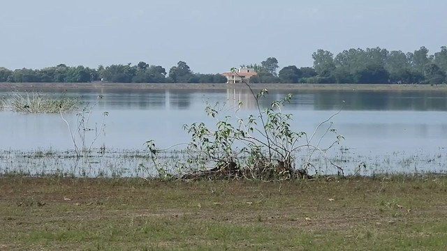 עפרונן מונגולי - ML274271611